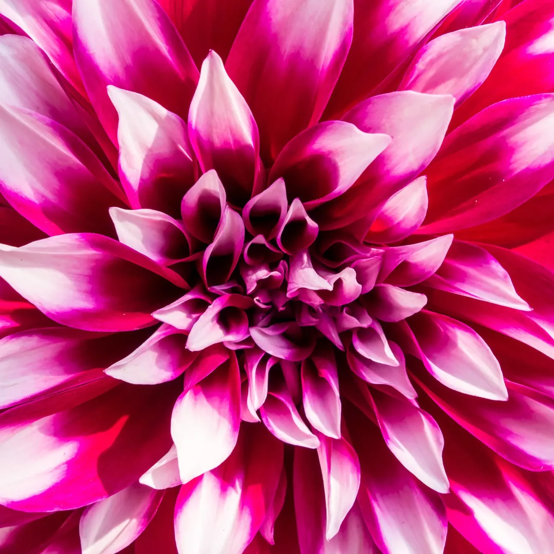 Toile imprimée SWAL<em>print</em>™ Fleurs